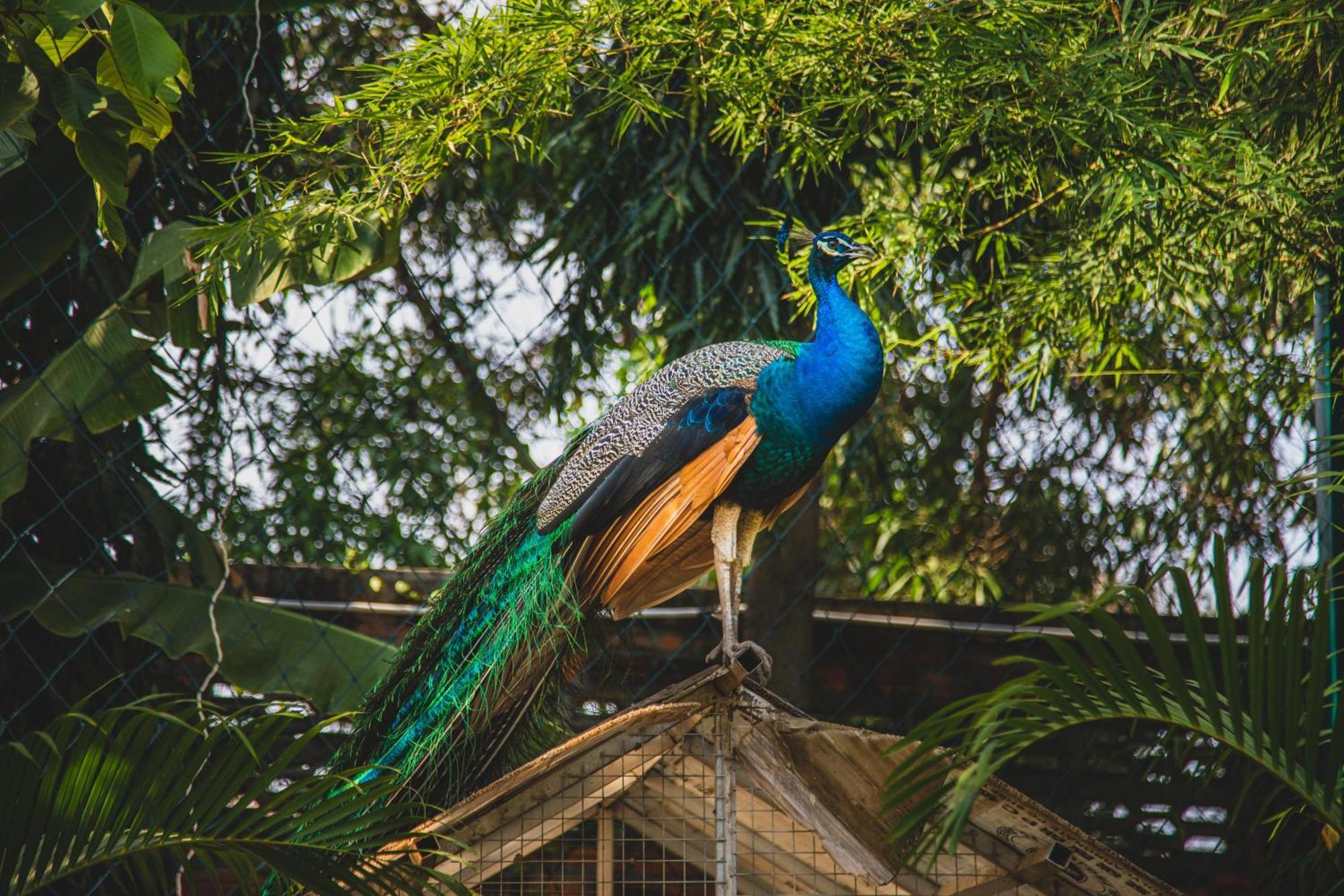 Cambodian Country Club Hotel